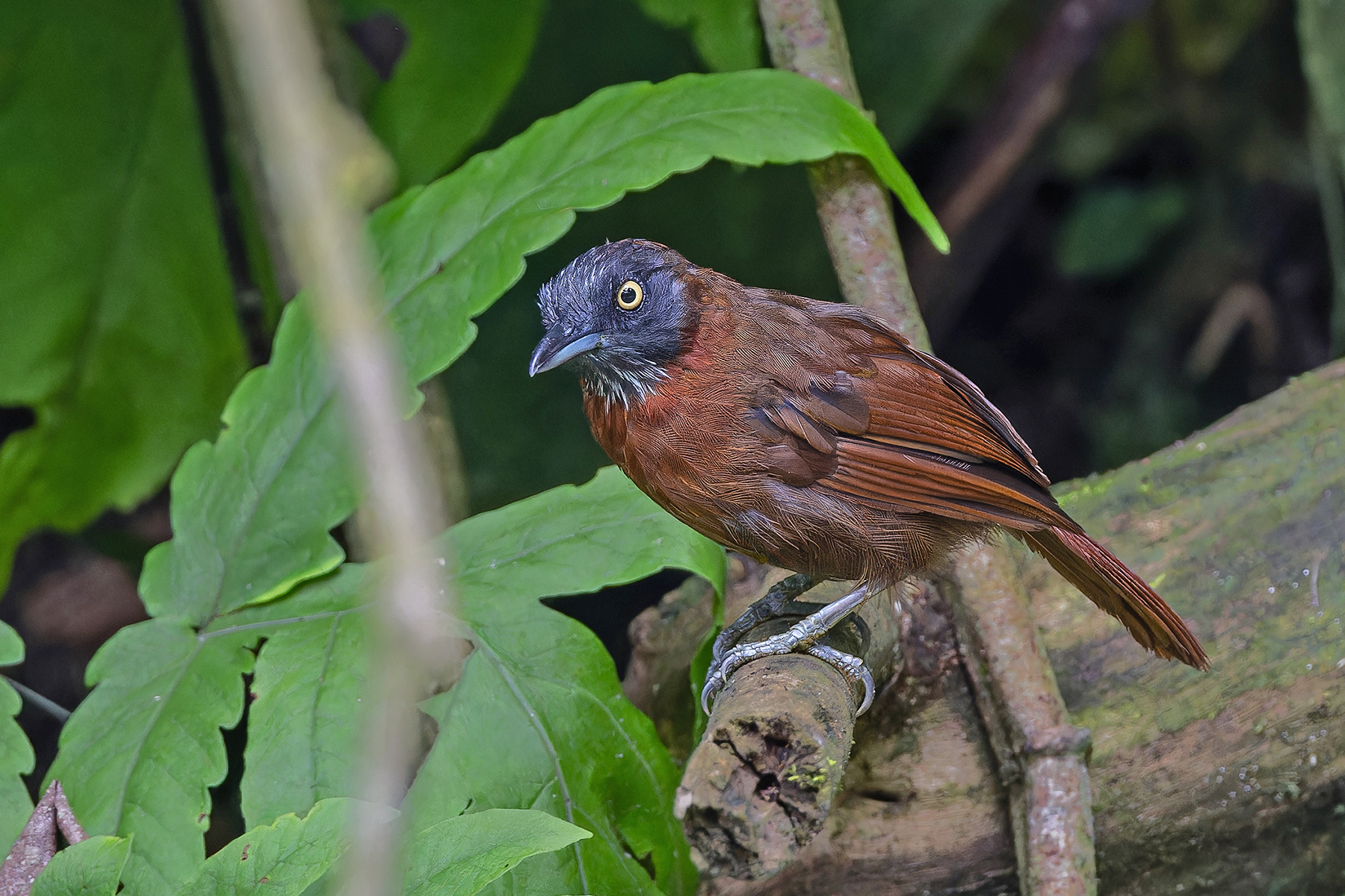 Grey-headed Babbler (image by Pete Morris)