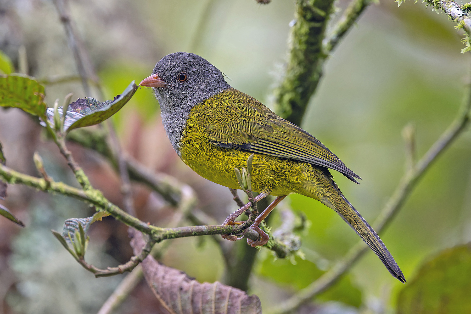 Grey-hooded Bush Tanager (image by Pete Morris)