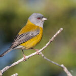 Grey-hooded Sierra Finch (image by John Oates)