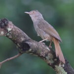Grey-olive Greenbul (image by János Oláh)
