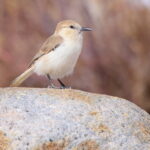 Ground Tit (image by János Oláh)