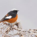Güldenstädt's Redstart (image by János Oláh)
