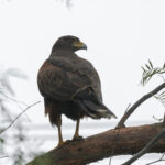 Harris's Hawk (image by John Oates)