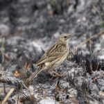 Hellmayr's Pipit (image by Leo Garrigues)