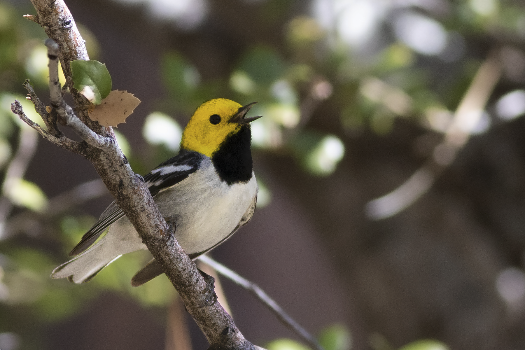 Hermit Warbler (image by Sjoerd Radstaak)