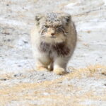 'Himalayan' Pallas's Cat (image by János Oláh)