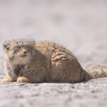 'Himalayan' Pallas's Cat ssp nigropectus (image by Max Nienhaus)