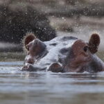 Hippopotamus on the Zambezi River (image by János Oláh)