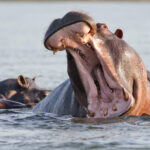 As impressive as ever; yawning Hippopotamus (image by János Oláh)