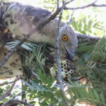 European Honey Buzzard eating wasps (image by János Oláh)