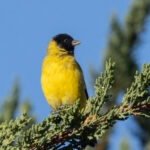 Hooded Siskin (image by John Oates)