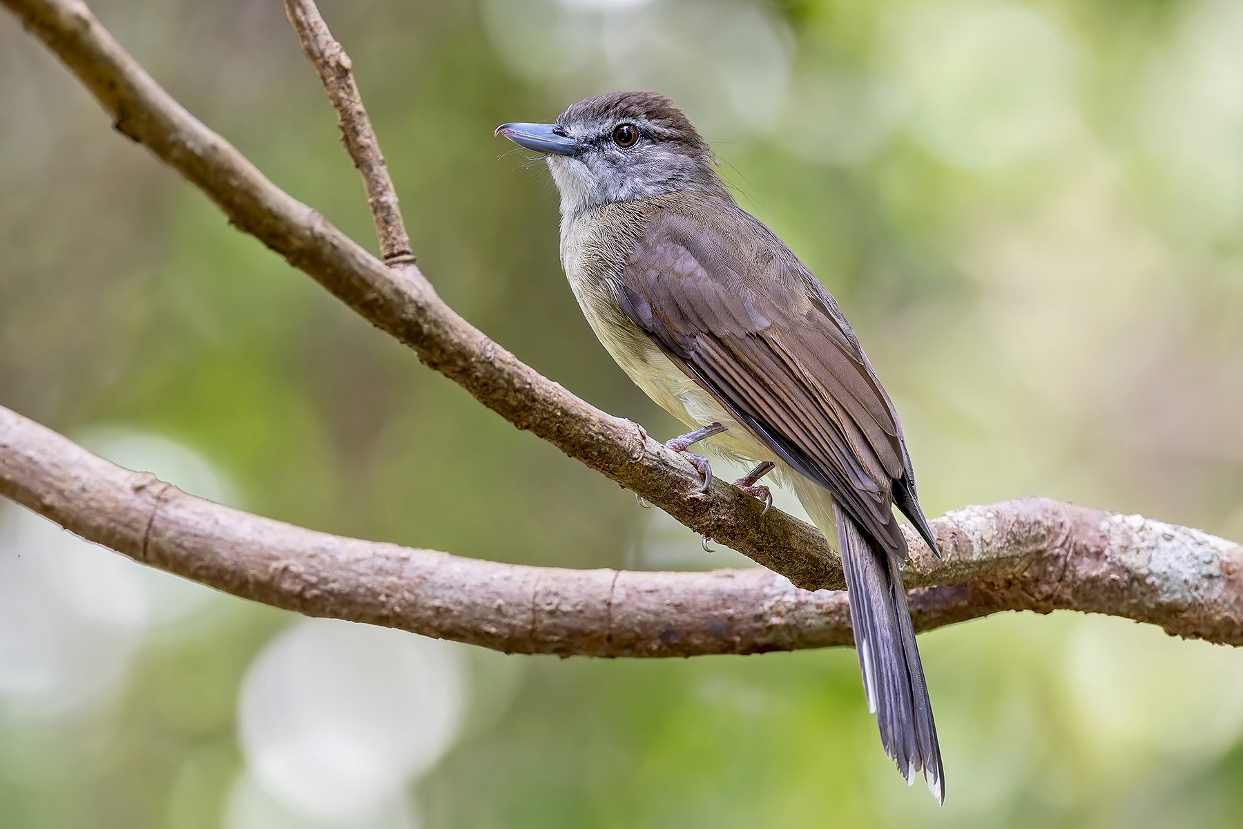 Hook-billed Bulbul (image by Pete Morris)