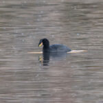 Horned Coot (image by John Oates)