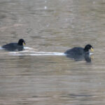 Horned Coots (image by John Oates)