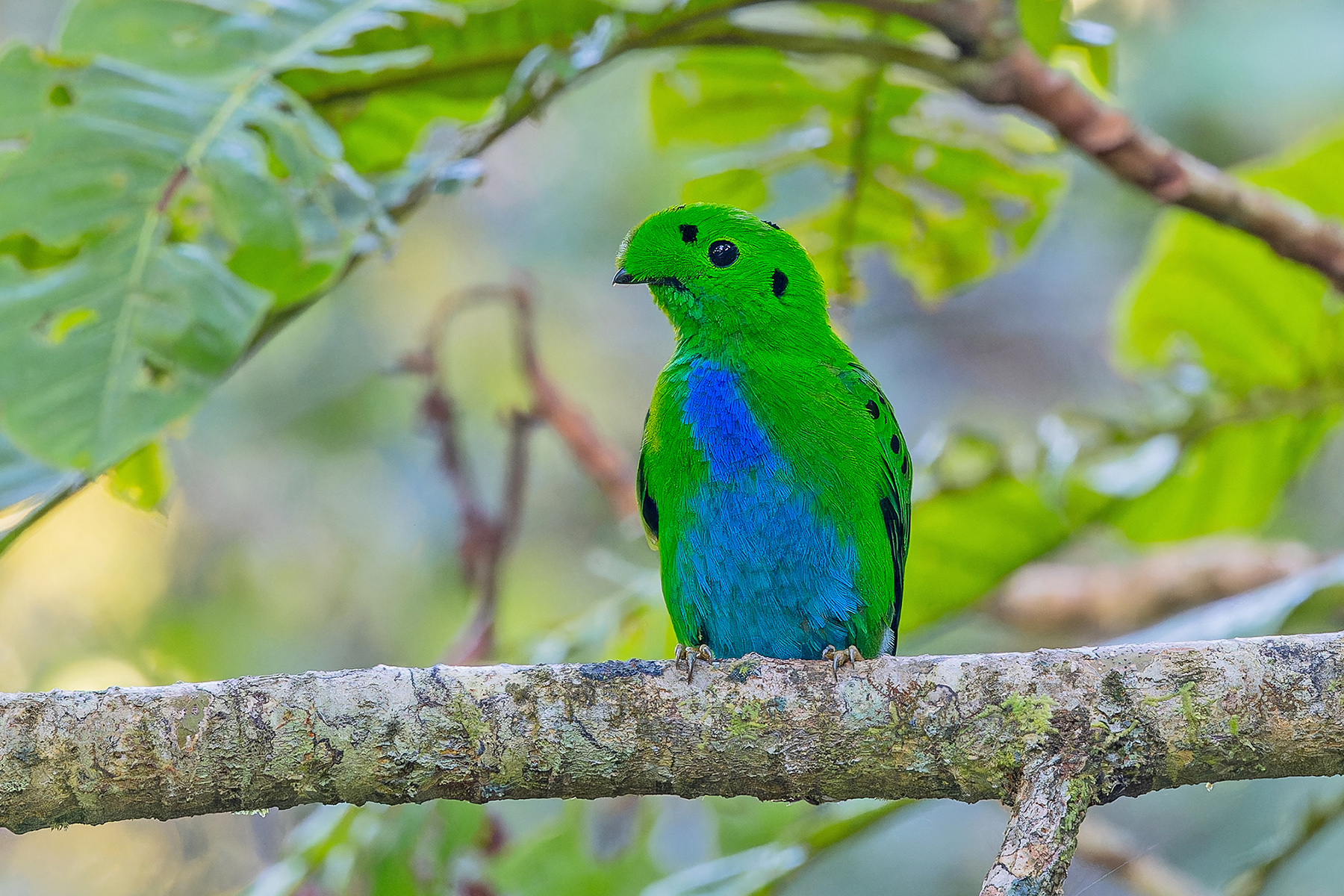 Hose's Broadbill (image by Pete Morris)