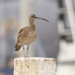 Hudsonian Whimbrel (image by John Oates)