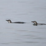 Humboldt Penguins (image by John Oates)