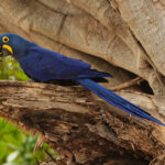 Hyacinth Macaw (image by Leo Garrigues)