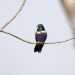 Hyacinth Visorbearer (image by Leo Garrigues)
