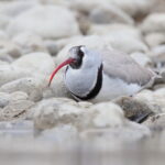Ibisbill (image by János Oláh)