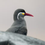 Inca Tern (image by John Oates)