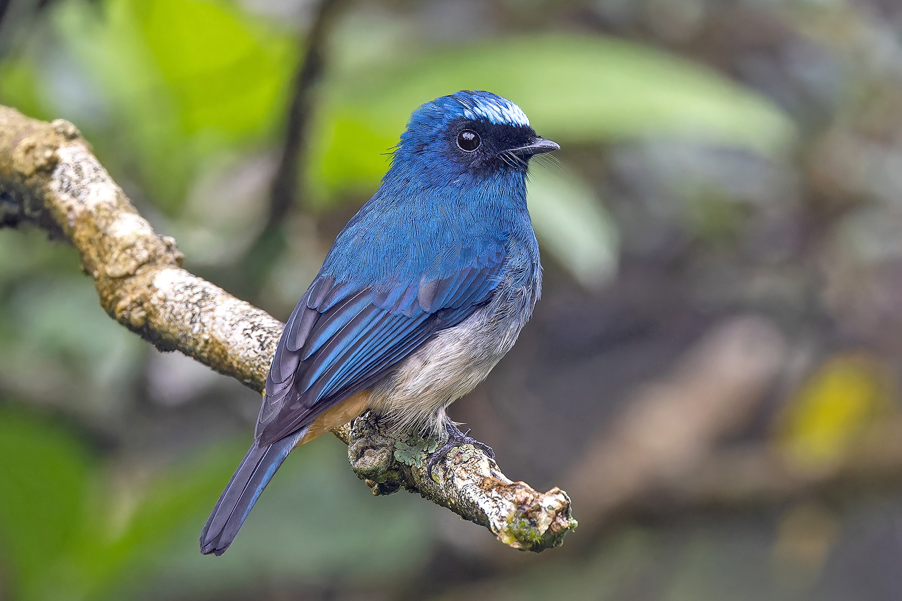 Indigo Flycatcher (image by Pete Morris)