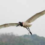 Jabiru (image by Leo Garrigues)