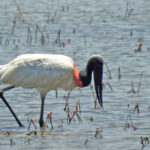 Jabiru (image by Mark Pearman)
