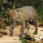 Jaguar (image by Leo Garrigues)