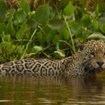 Jaguar (image by Leo Garrigues)