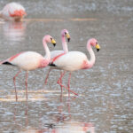 James's Flamingos (image by John Oates)