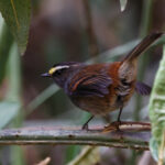 Jelski's Chat-Tyrant (image by Leo Garrigues)