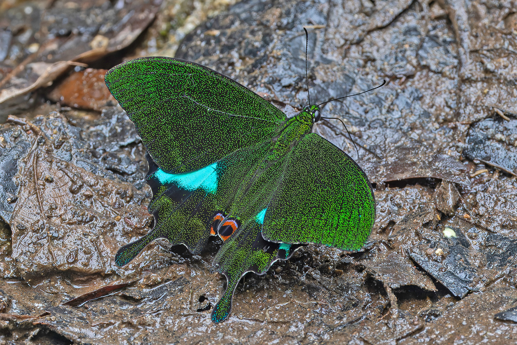 Jungle Jade Swallowtail (image by Pete Morris)