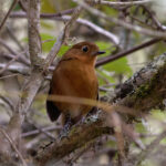 Junin Antpitta (image by Leo Garrigues)