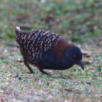 'Junin' Black Rail (image by Leo Garrigues)