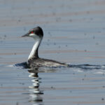 Junin Grebe (image by Leo Garrigues)