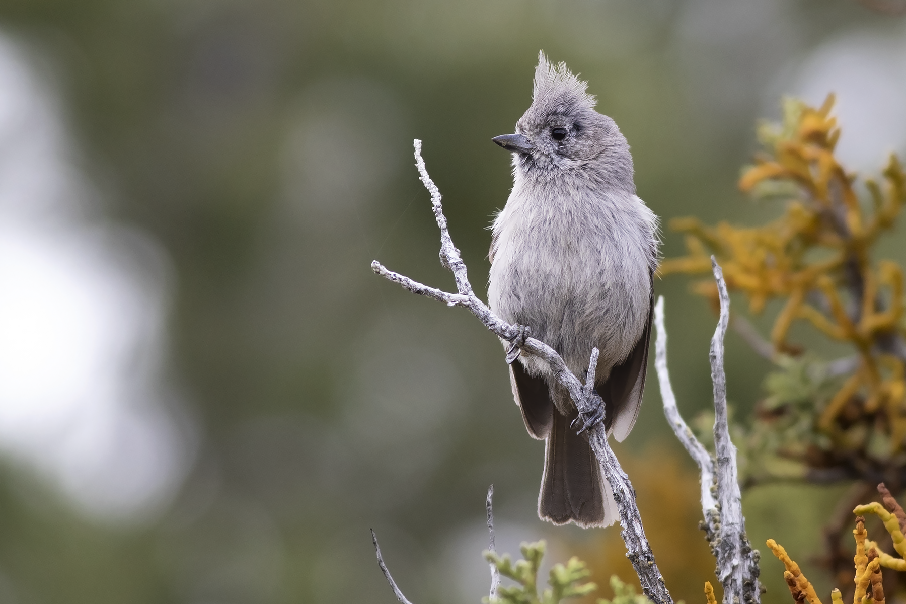 Juniper Titmouse (image by Sjoerd Radstaak)