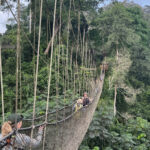Kakum Canopy Walkway (image by Nik Borrow)