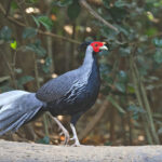 male Kalij Pheasant (image by János Oláh)