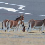 Kiangs near Hanle (image by János Oláh)