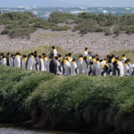 King Penguins (image by John Oates)