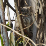 Koepche's Screech Owls (image by Leo Garrigues)