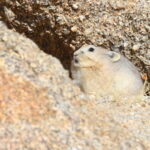 Ladakh Pika (image by János Oláh)