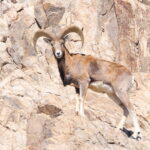 Ladakh Urial (image by János Oláh)
