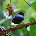 Lance-tailed Manakin (image by Leo Garrigues)