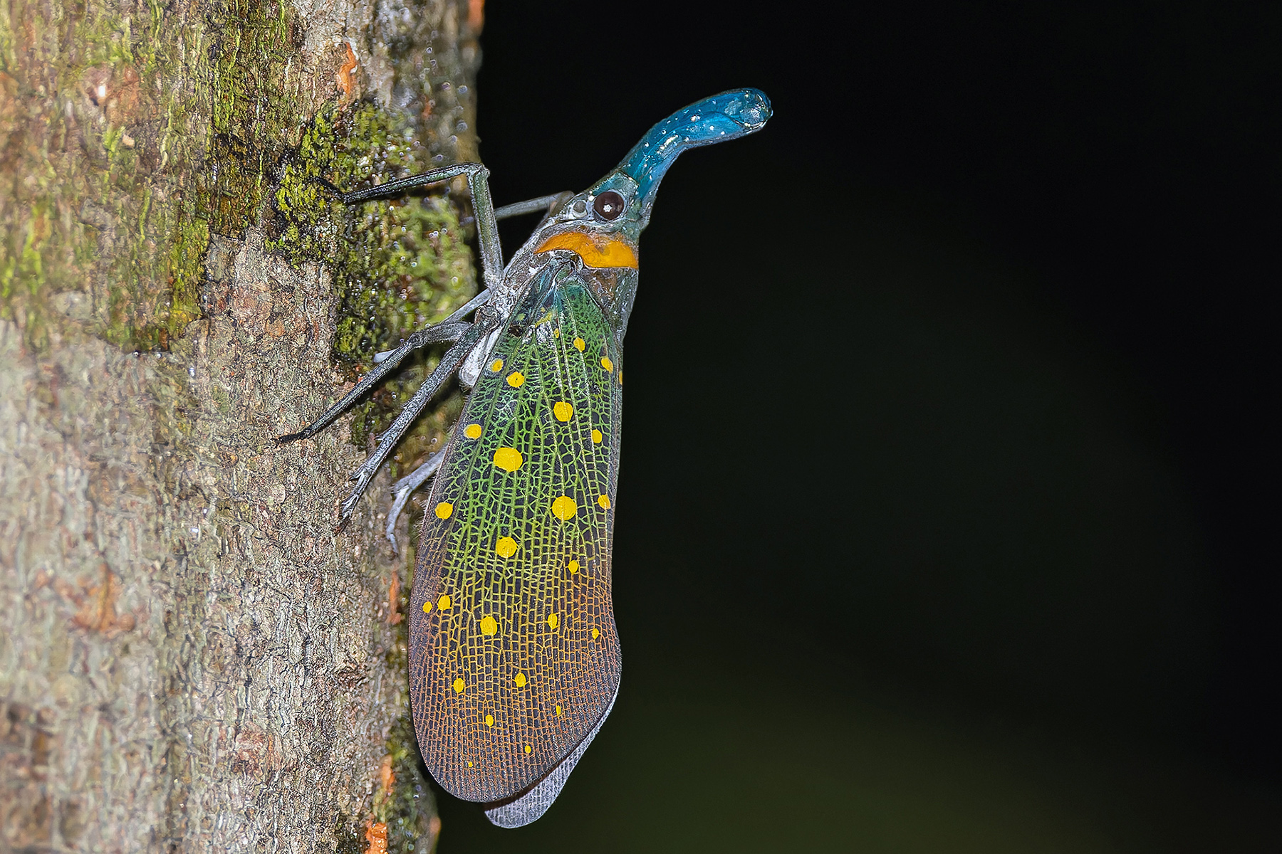 Lantern Bug sp (image by Pete Morris)