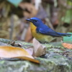 male Large Blue Flycatcher (image by János Oláh)