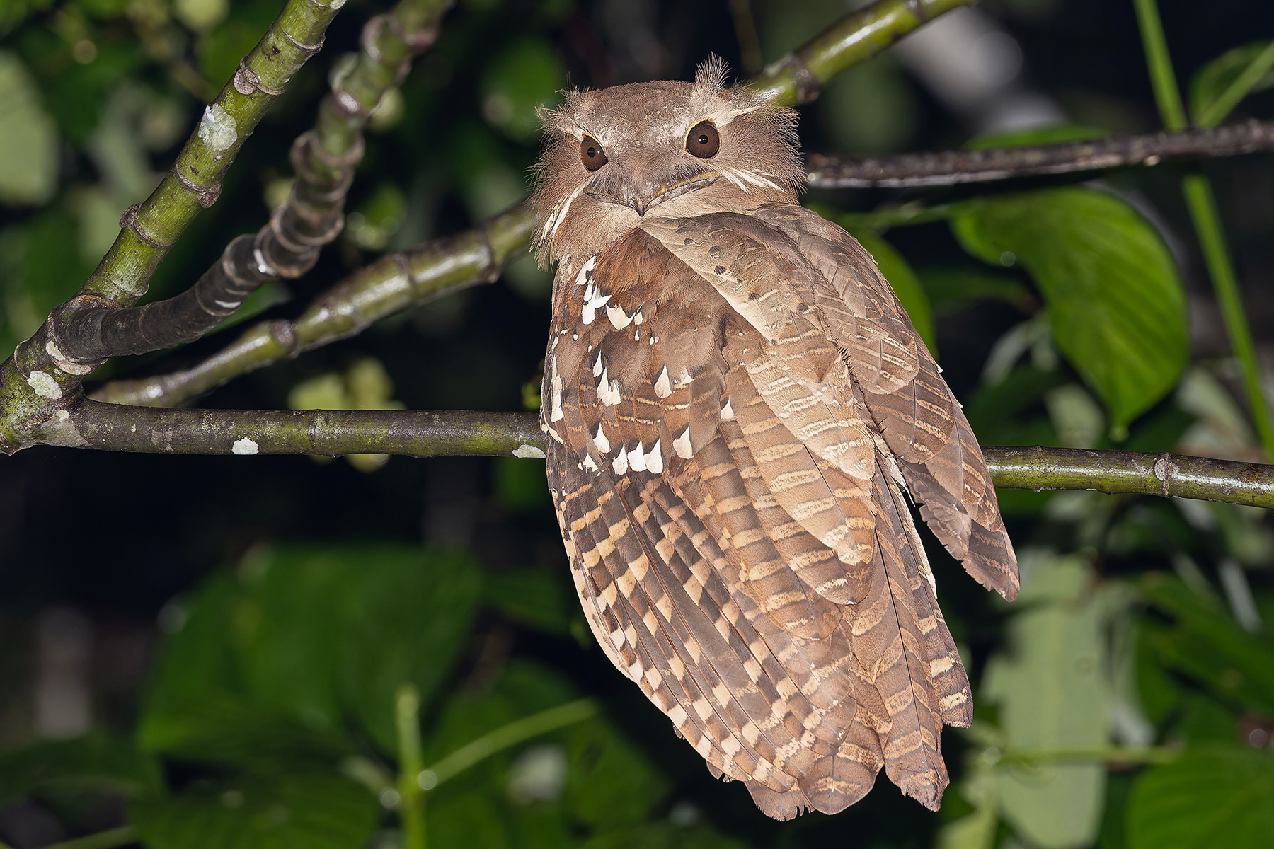Large Frogmouth (image by Pete Morris)