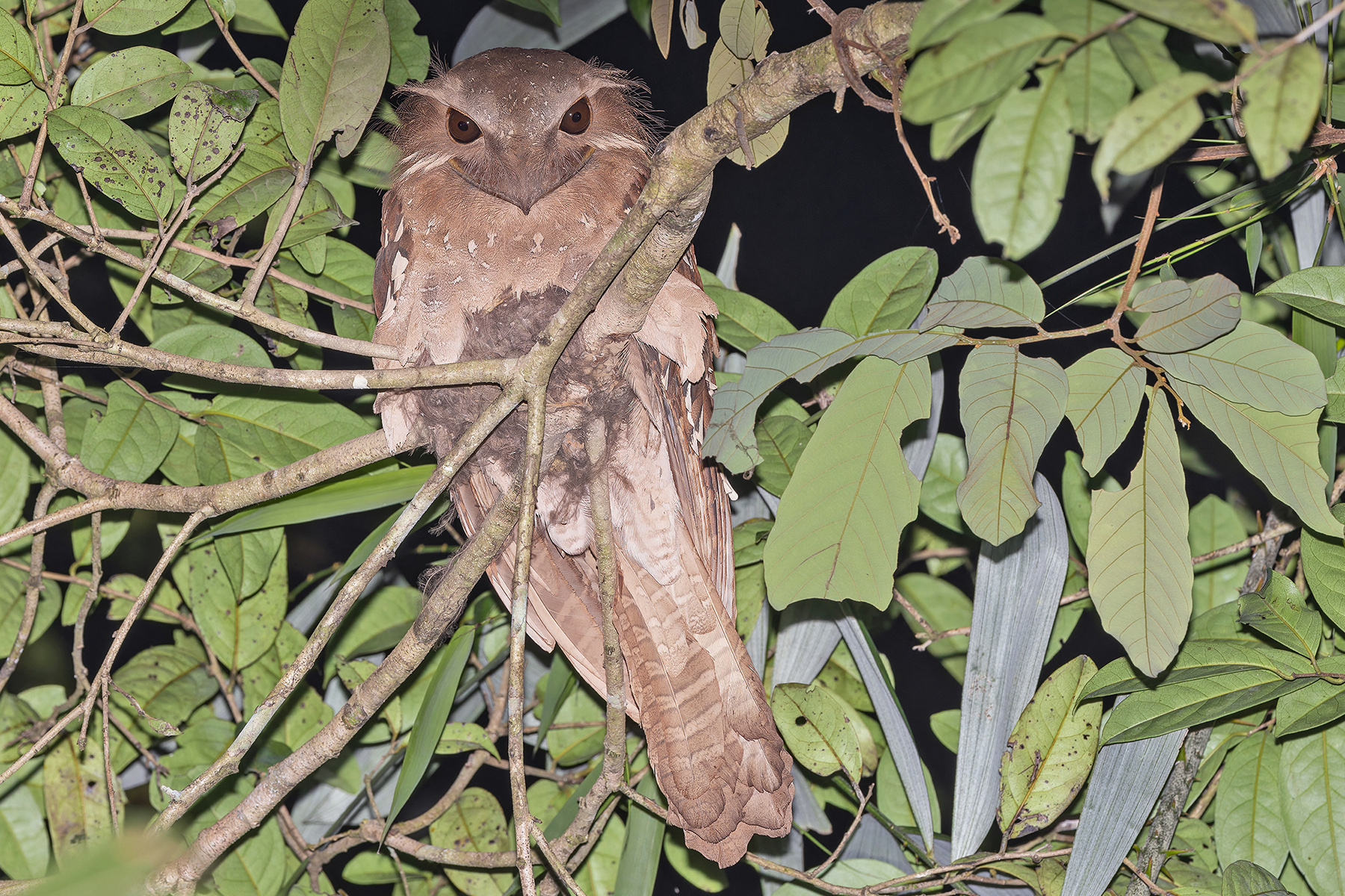 Large Frogmouth (image by Pete Morris)
