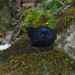 Large-footed Tapaculo (image by Leo Garrigues)